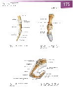 Sobotta Atlas of Human Anatomy  Head,Neck,Upper Limb Volume1 2006, page 182